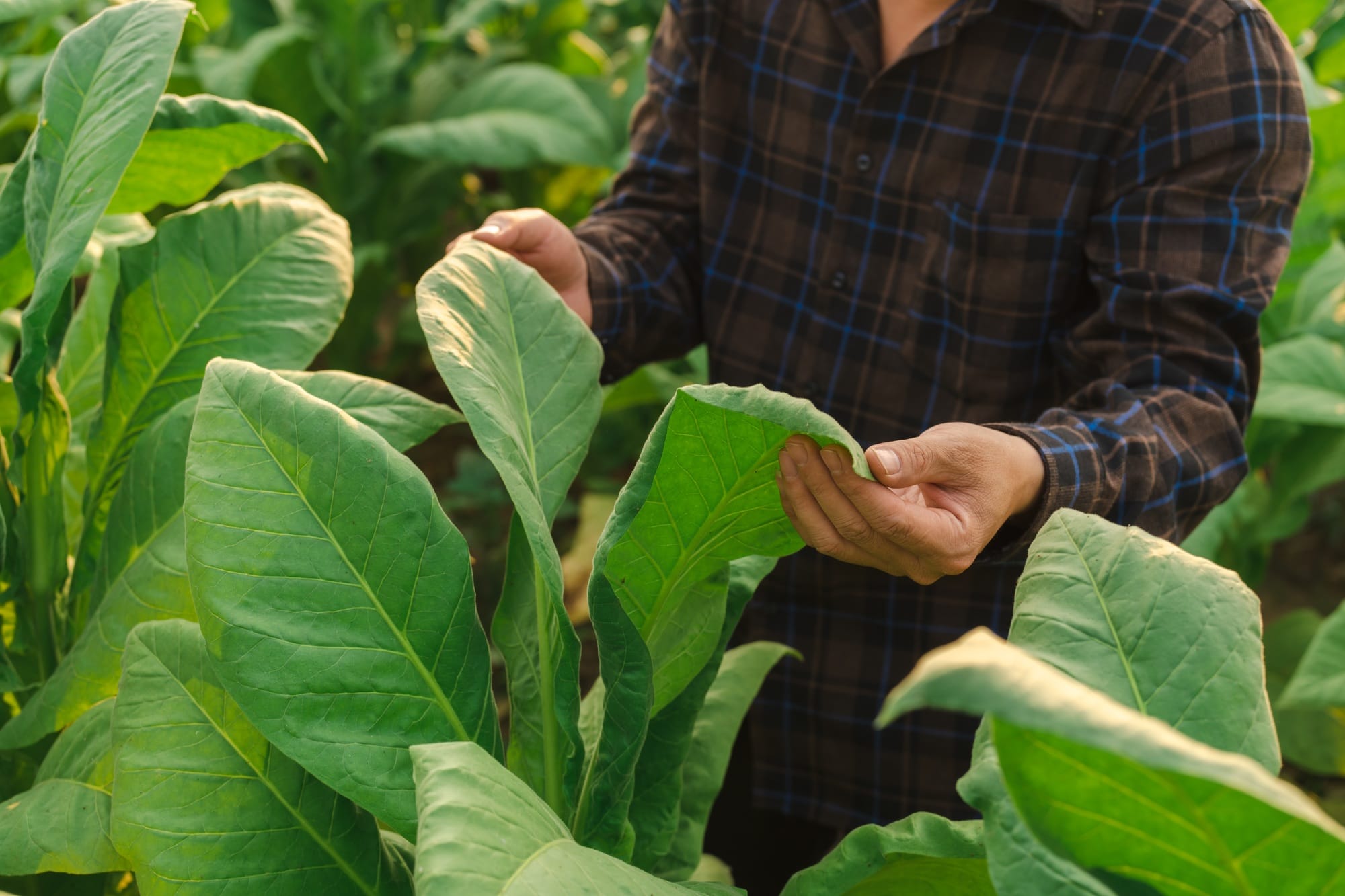 Man hands touching tobacco leaf in tobacco farm to check quality and size before harvesting.